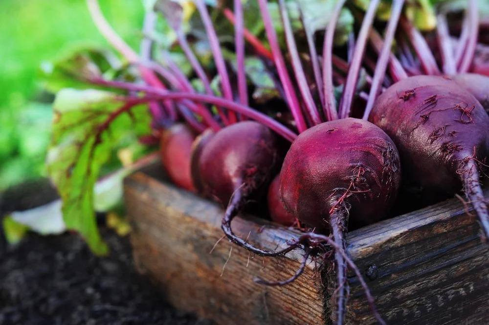 Beetroot Benefits: Why This Root Vegetable Is Great for Your Health